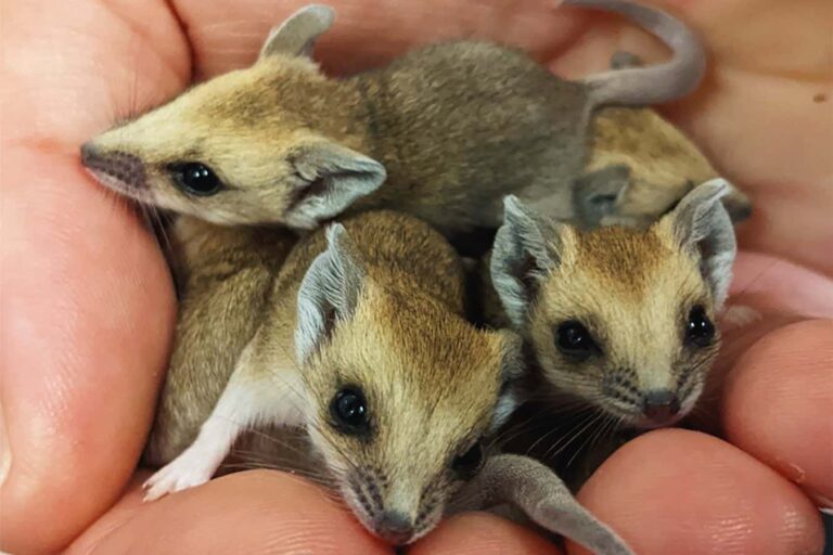Newborn marsupials seen crawling to mother’s pouch for the first time
